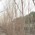 桑树，果桑