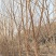 桑树，果桑