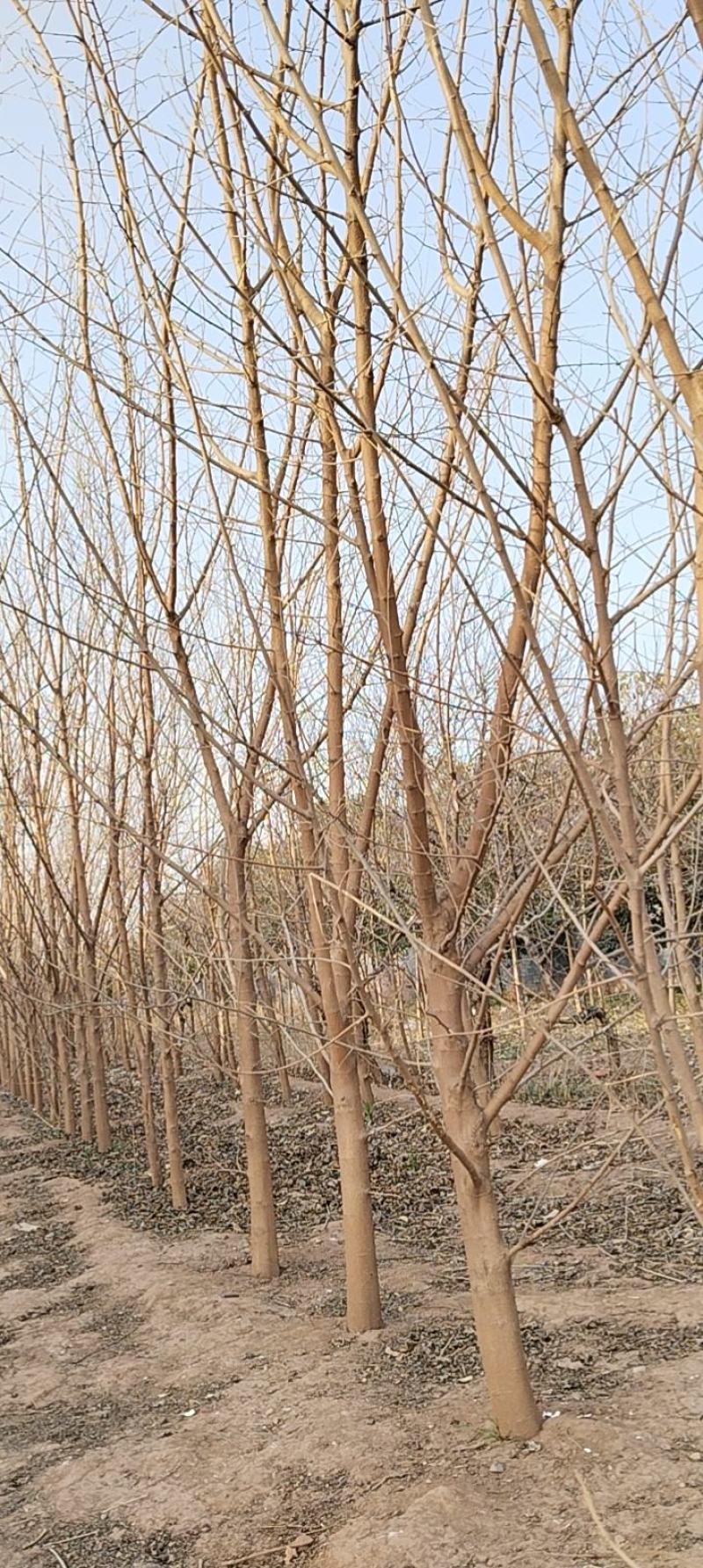桑树，果桑