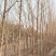 桑树，果桑