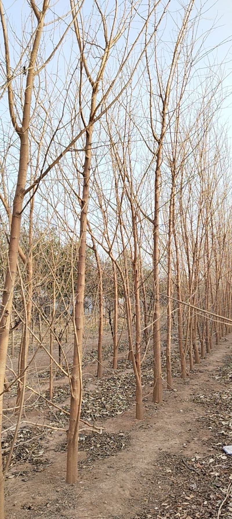 桑树，果桑