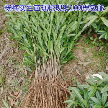 杨梅实生苗，杨梅树苗杨梅实生树苗批发。