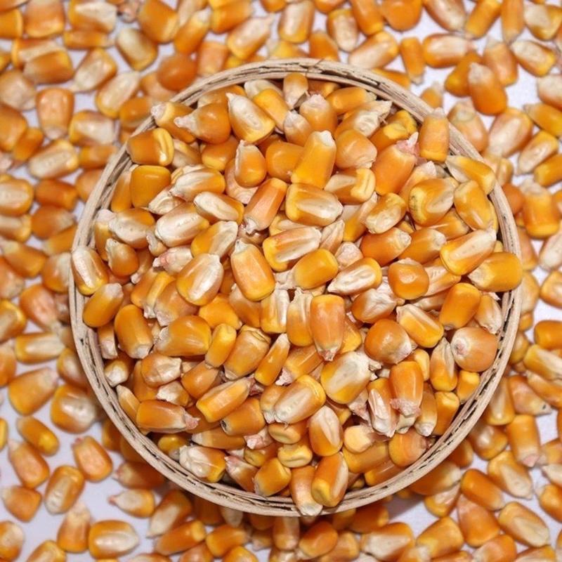 玉米玉米颗粒农户自种品质保障价格优惠可做饲料