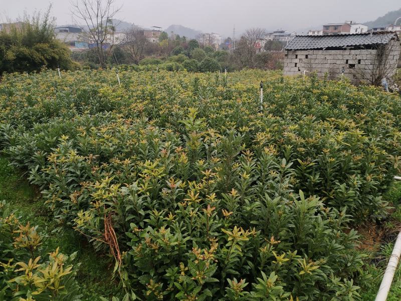杨梅实生苗，杨梅树苗杨梅实生树苗批发。