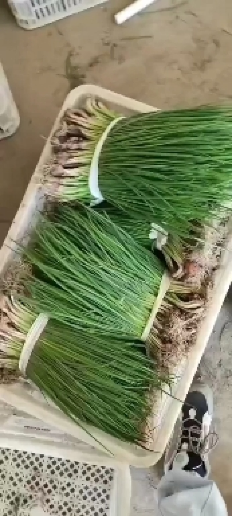 亅山东分葱脱水分葱朵葱基地种植，货源充足基地发货一手货源