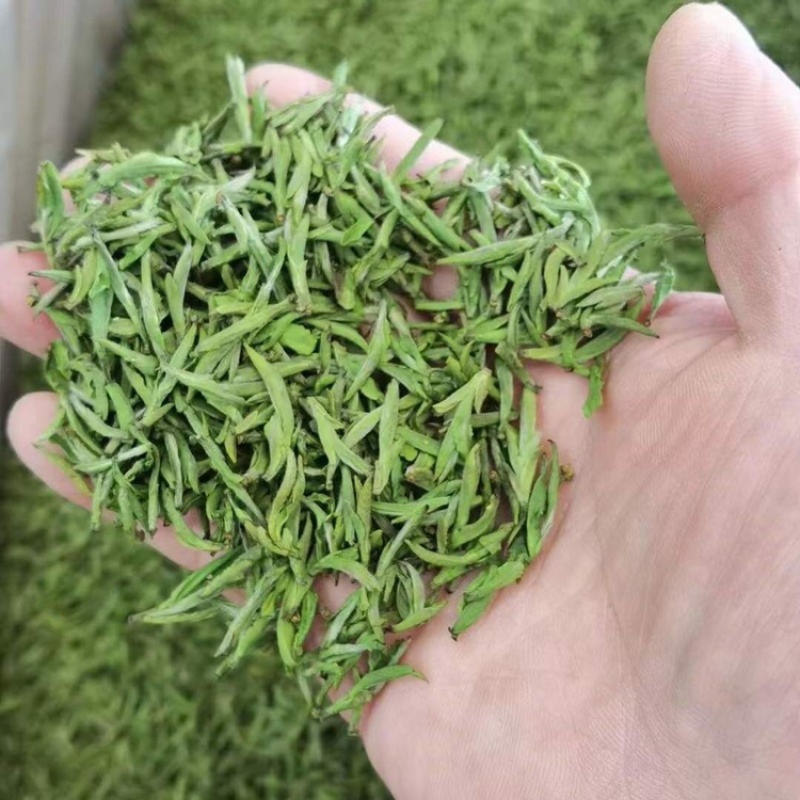 新茶明前头采霍山黄芽250g原生态茶厂直销