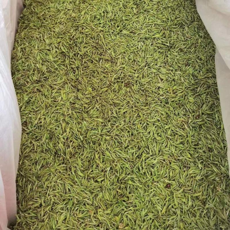 新茶明前头采霍山黄芽250g原生态茶厂直销