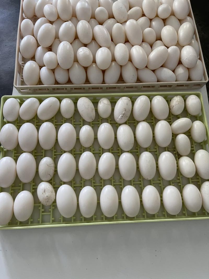 鳄鱼蛋，每年一次，被称为龙蛋，每年4-8月份可以出售，