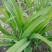 黄花菜种植苗