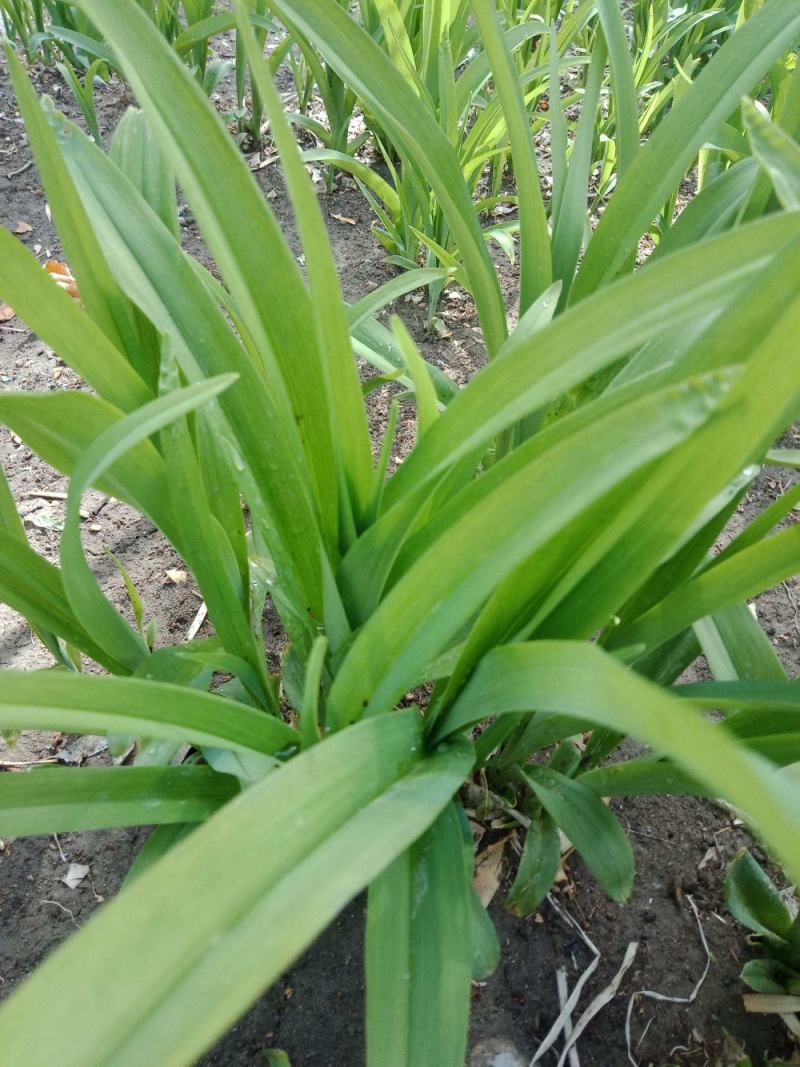 黄花菜种植苗