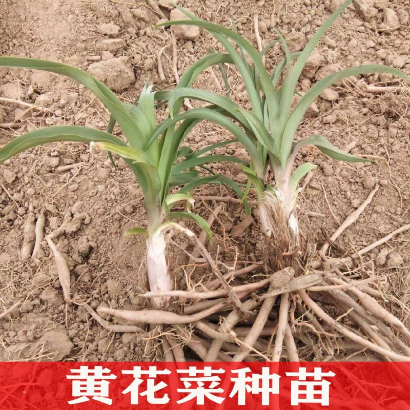 黄花菜种植苗