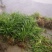 黄花菜种植苗