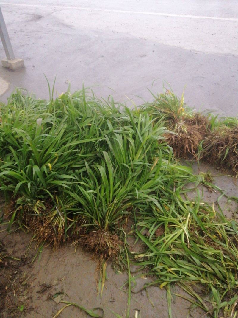 黄花菜种植苗