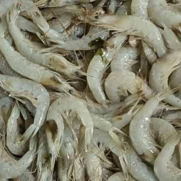草虾羊毛虾，货源充足，体量大，质优价廉