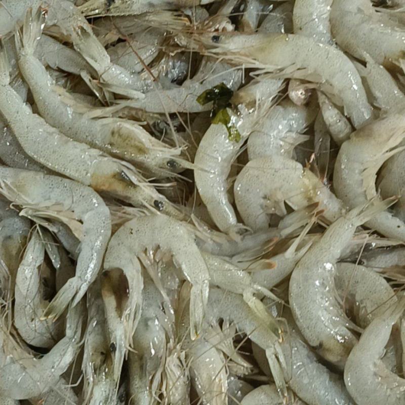 草虾羊毛虾，货源充足，体量大，质优价廉
