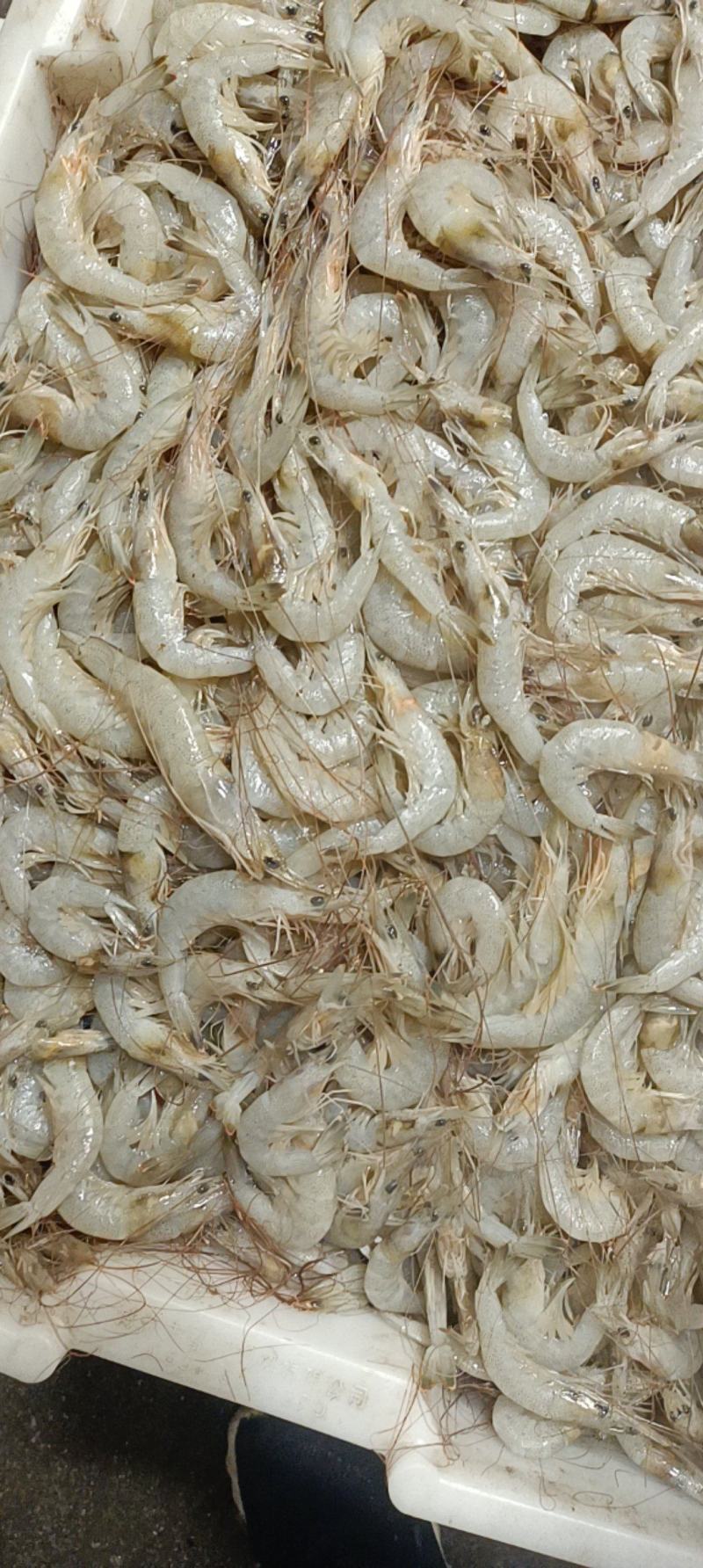 草虾羊毛虾，货源充足，体量大，质优价廉