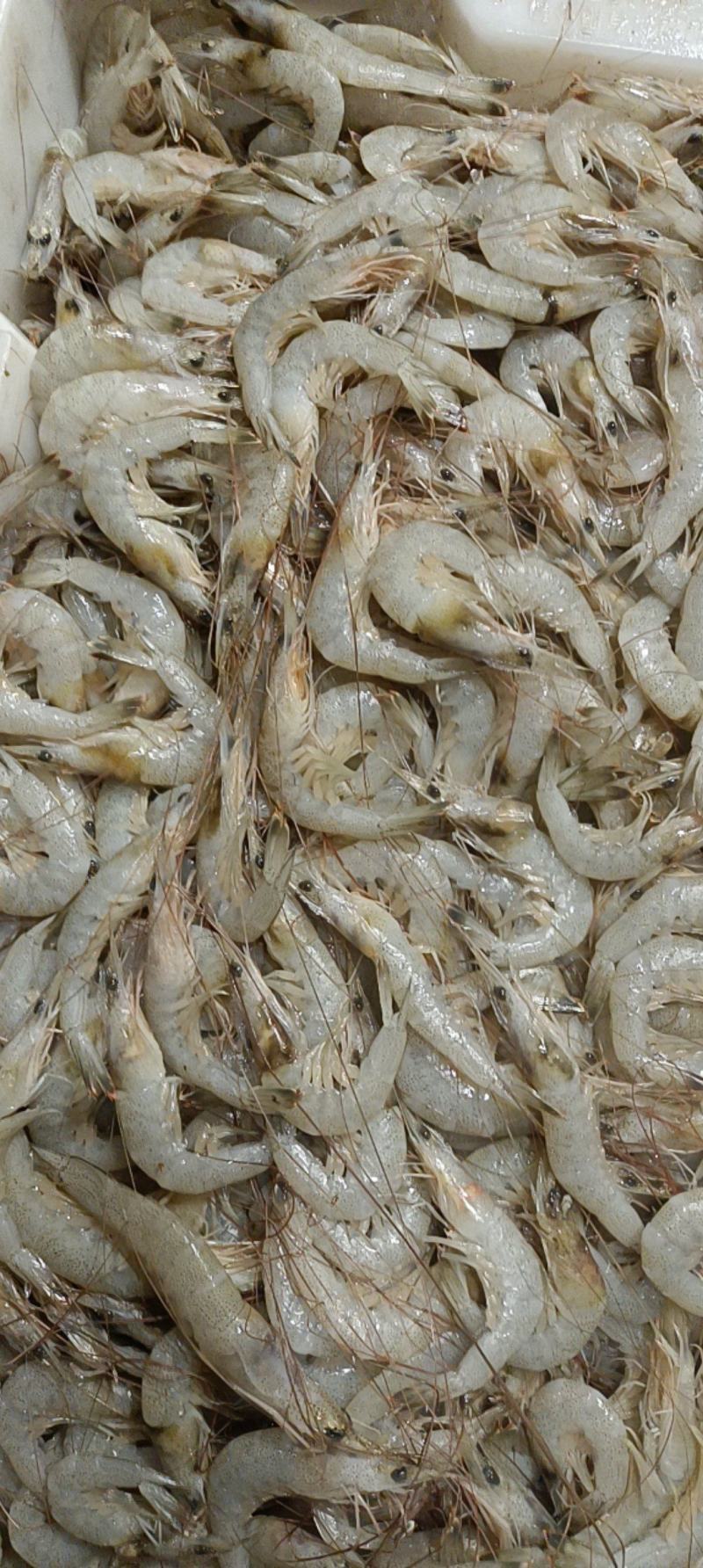 草虾羊毛虾，货源充足，体量大，质优价廉