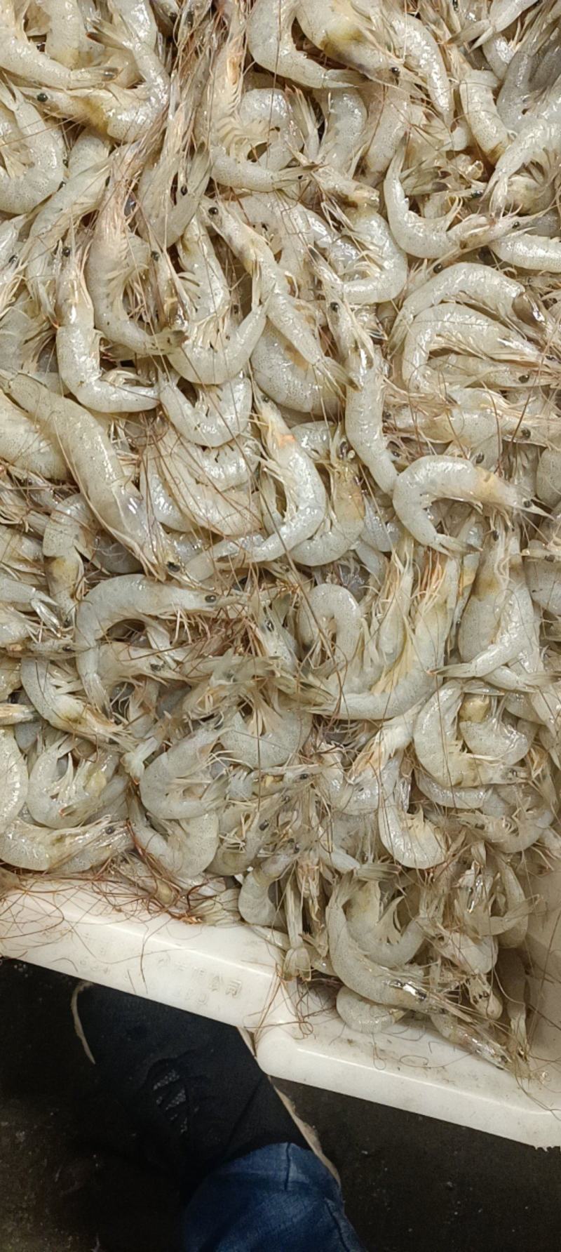 草虾羊毛虾，货源充足，体量大，质优价廉