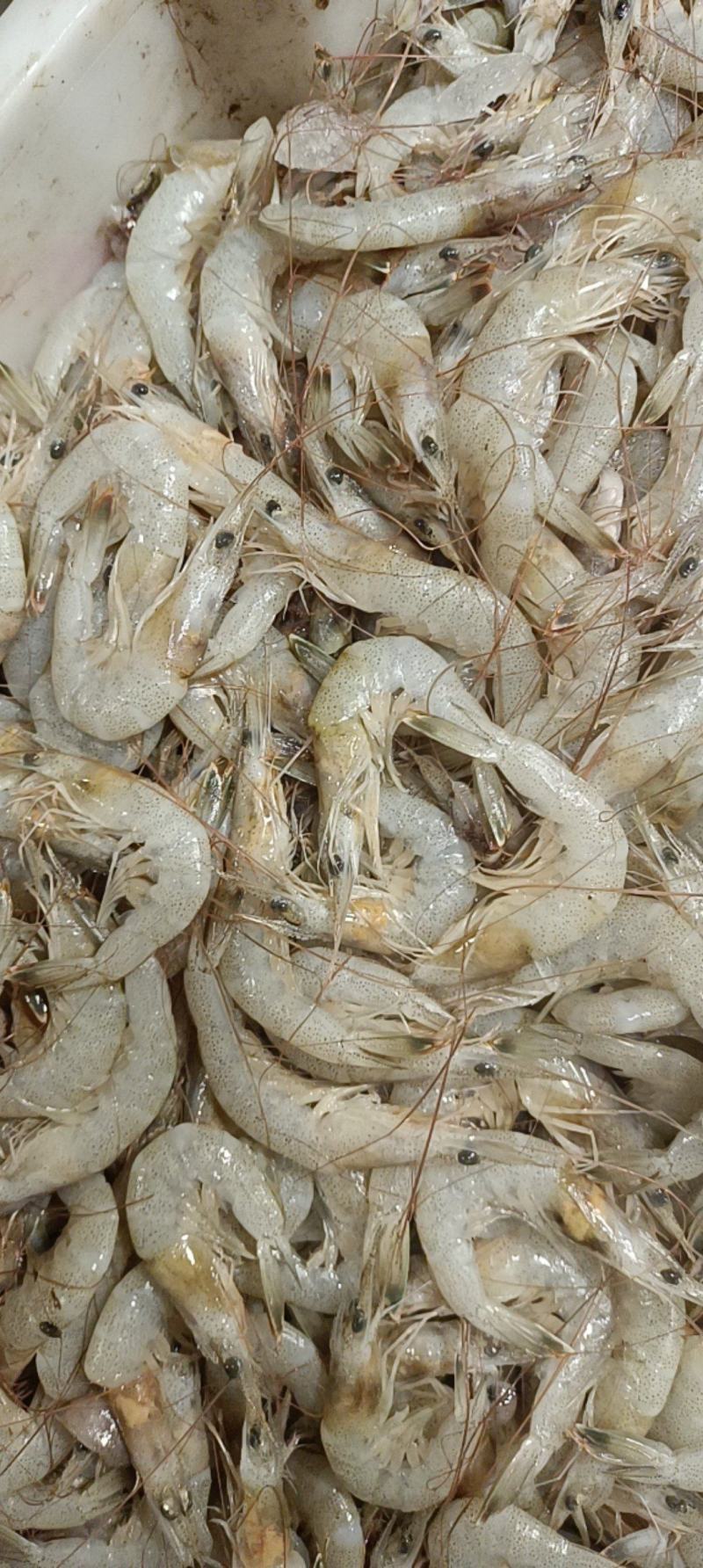 草虾羊毛虾，货源充足，体量大，质优价廉