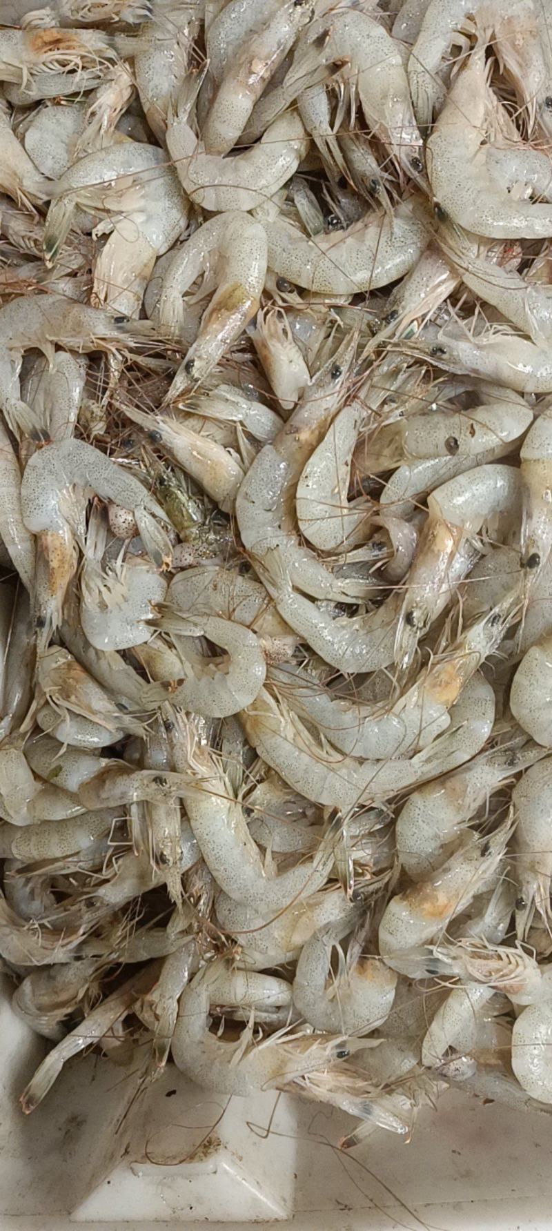 草虾羊毛虾，货源充足，体量大，质优价廉