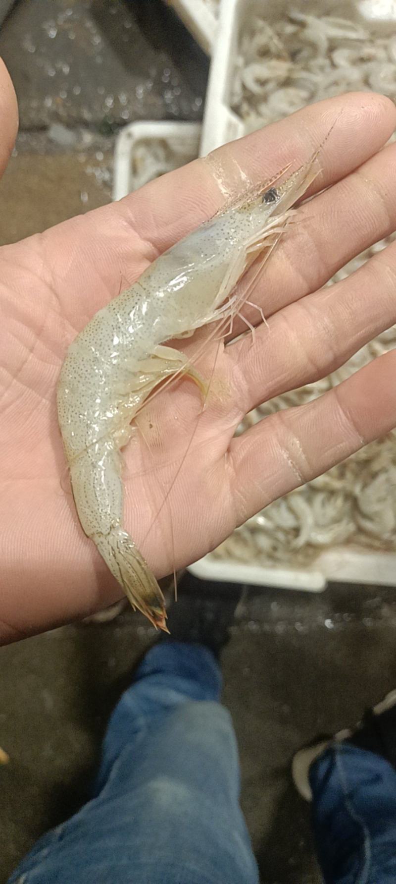 草虾羊毛虾，货源充足，体量大，质优价廉