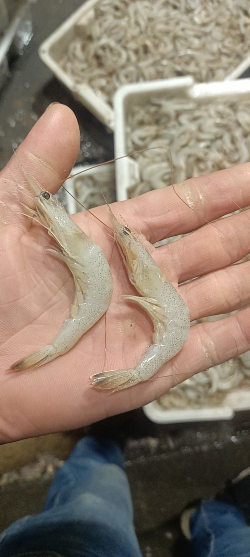 草虾羊毛虾，货源充足，体量大，质优价廉