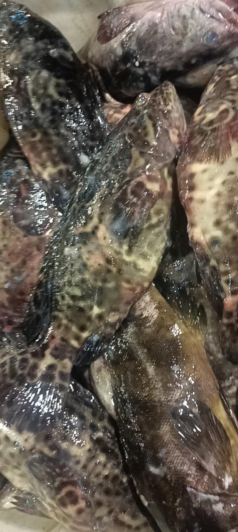 石斑鱼新鲜石斑鱼。鲜货供应，口感绝了，保质保量