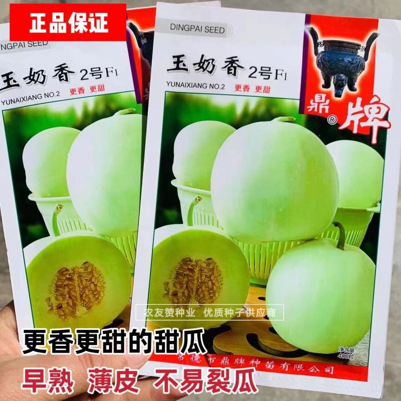 正宗鼎牌玉奶香2号甜瓜种子早熟薄皮耐湿品质好特甜香瓜种子