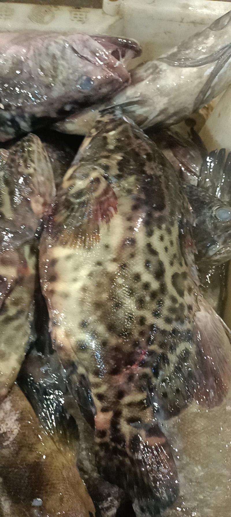 石斑鱼新鲜石斑鱼。鲜货供应，口感绝了，保质保量