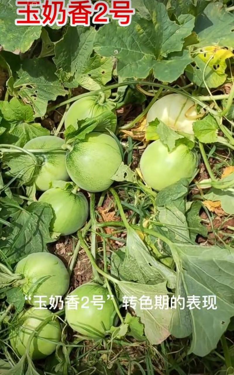 正宗鼎牌玉奶香2号甜瓜种子早熟薄皮耐湿品质好特甜香瓜种子
