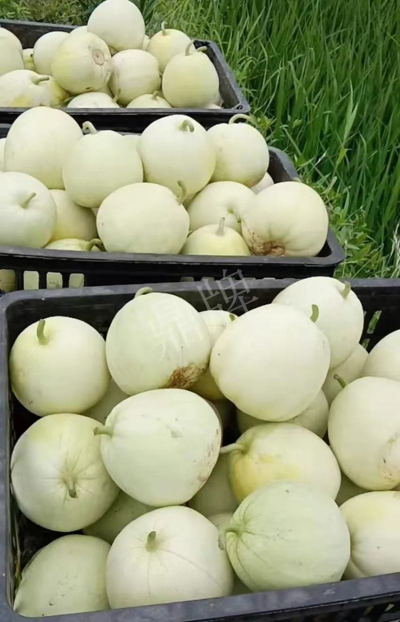 正宗鼎牌玉奶香2号甜瓜种子早熟薄皮耐湿品质好特甜香瓜种子
