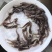 本地塘鲺鱼苗8须胡子鲶鱼苗三黄塘鲺塘角鱼活体淡水养殖鱼苗
