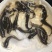 本地塘鲺鱼苗8须胡子鲶鱼苗三黄塘鲺塘角鱼活体淡水养殖鱼苗