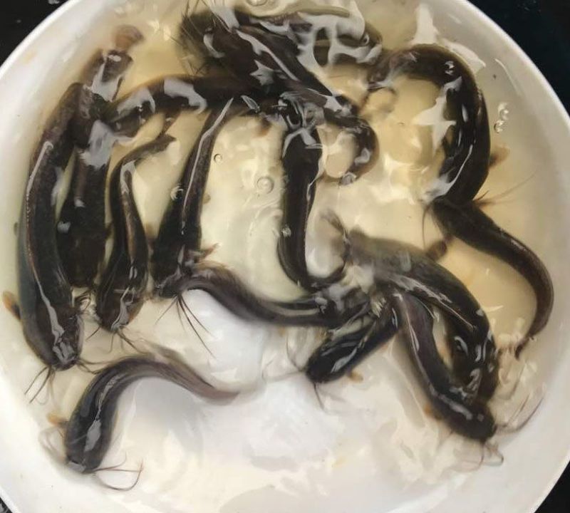 本地塘鲺鱼苗8须胡子鲶鱼苗三黄塘鲺塘角鱼活体淡水养殖鱼苗