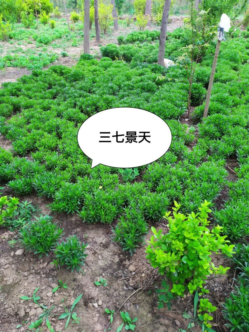 供应，八宝景天15---30公分以上，3--5个芽一墩