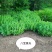 供应，八宝景天15---30公分以上，3--5个芽一墩