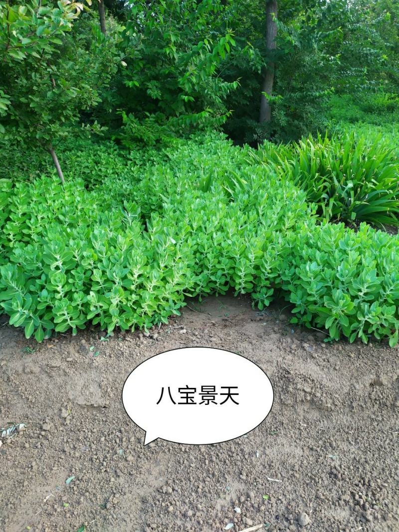 供应，八宝景天15---30公分以上，3--5个芽一墩