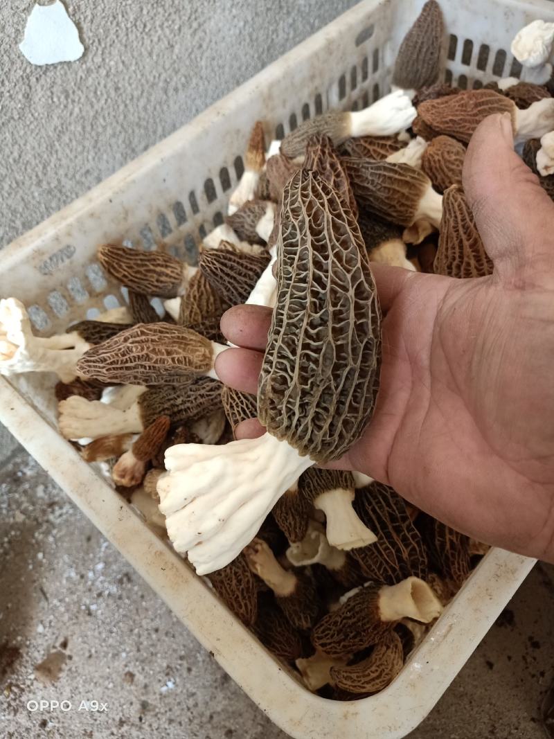 鲜货羊肚菌