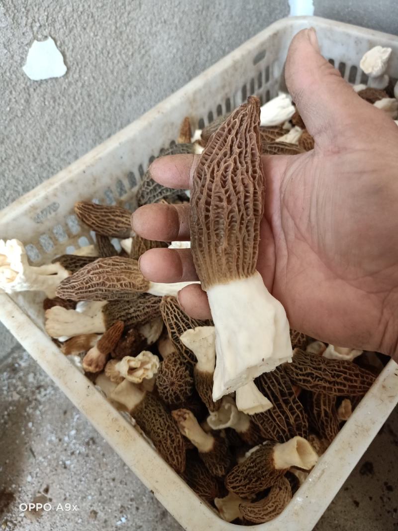 鲜货羊肚菌