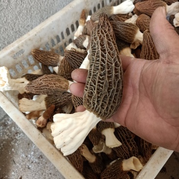 鲜货羊肚菌