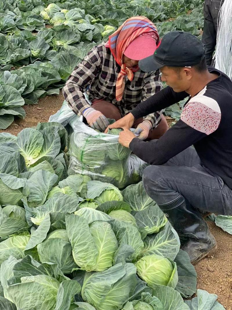 河南夏邑县精品甘蓝园包菜，视频看视，质量三包，大量供应，