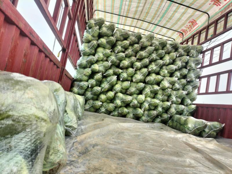 河南夏邑县精品甘蓝园包菜，视频看视，质量三包，大量供应，