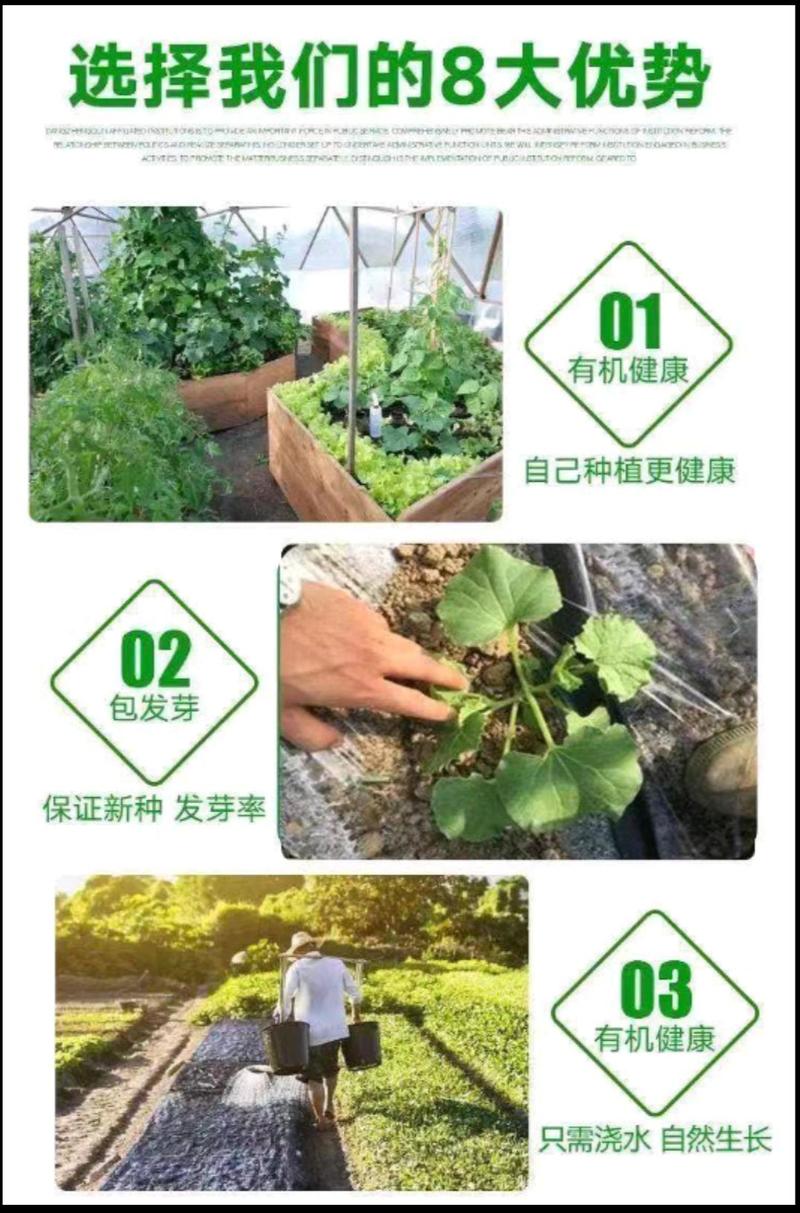 网红甜瓜苗博洋9绿宝甜瓜苗羊角蜜苗量大从优