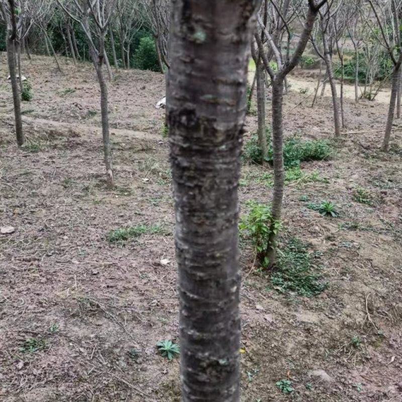 【樱花树】9公分晚樱/早樱/全国发货/整棵带泥/欢迎来电