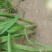 黑韭菜大量上市了，需要的抓紧联系