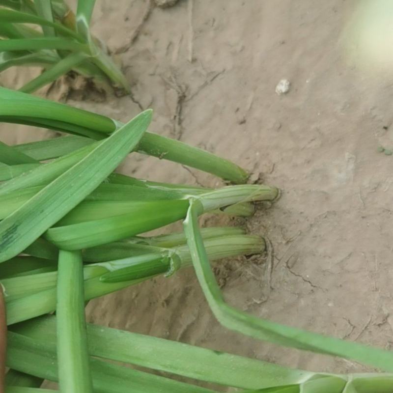 黑韭菜大量上市了，需要的抓紧联系
