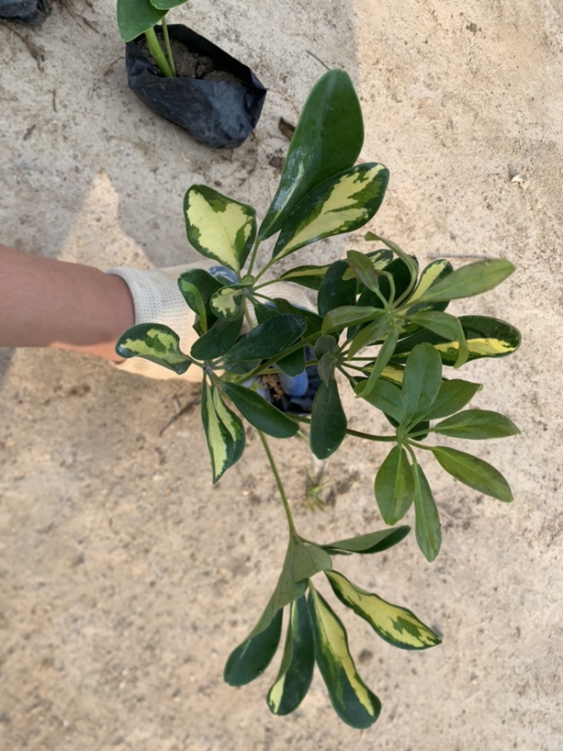 鸭脚木鹅掌柴一手货源基地直销