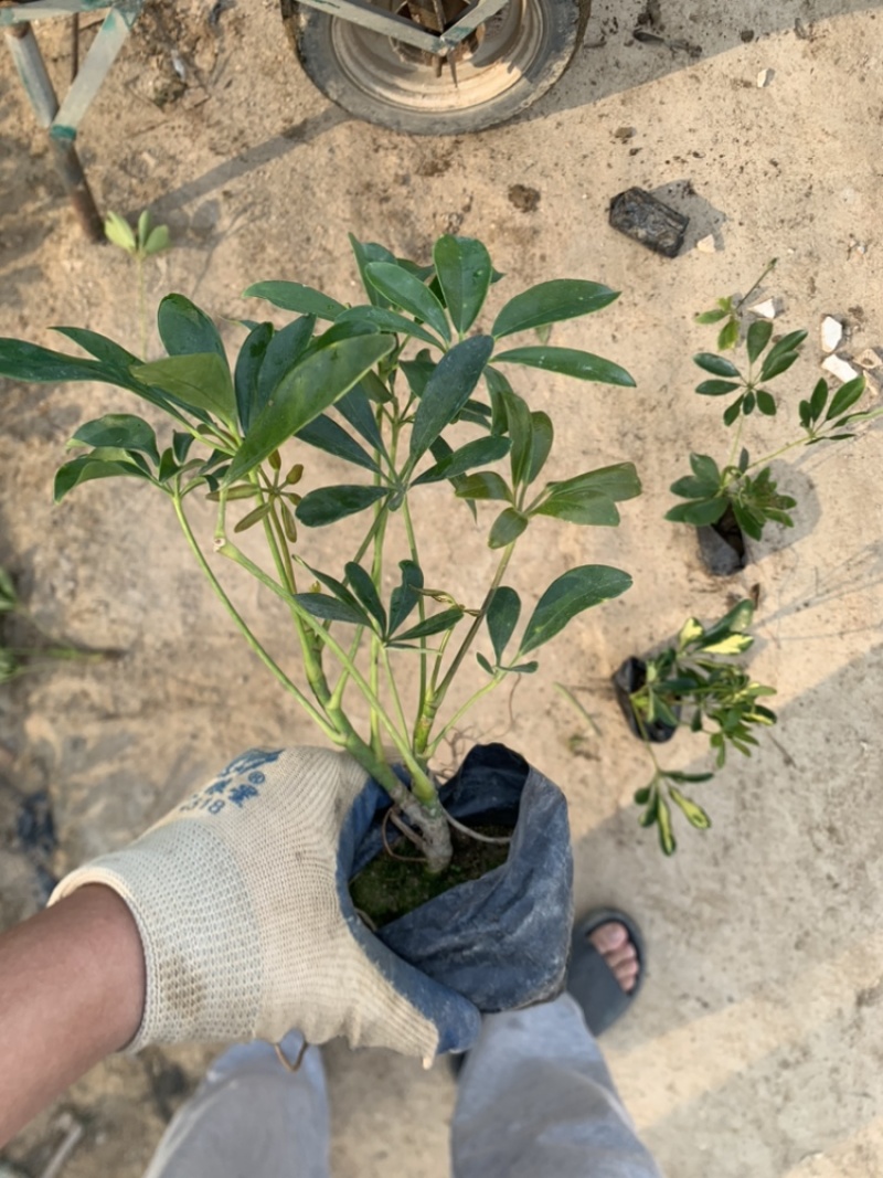 鸭脚木鹅掌柴一手货源基地直销