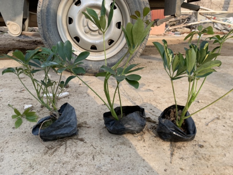 鸭脚木鹅掌柴一手货源基地直销