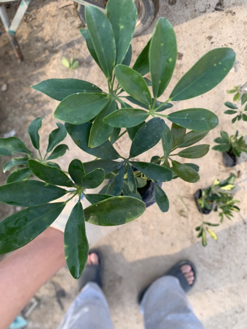 鸭脚木鹅掌柴一手货源基地直销